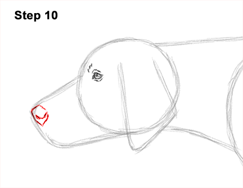 How to Draw English German Shorthaired Pointer Dog 10
