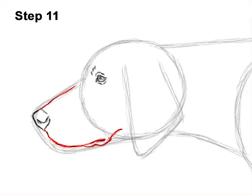 How to Draw English German Shorthaired Pointer Dog 11