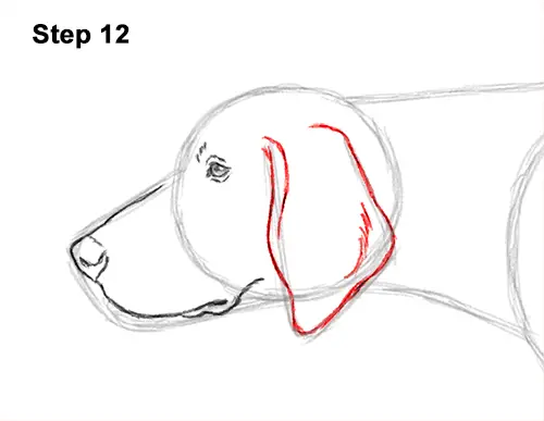 How to Draw English German Shorthaired Pointer Dog 12