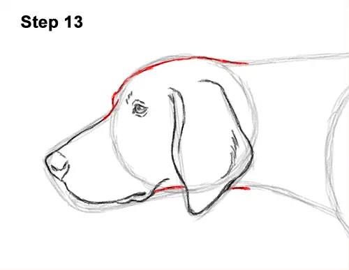 How to Draw English German Shorthaired Pointer Dog 13