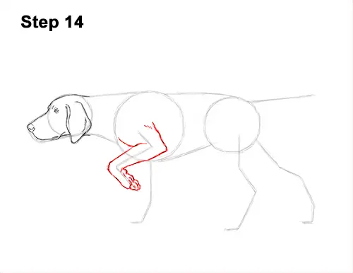 How to Draw English German Shorthaired Pointer Dog 14