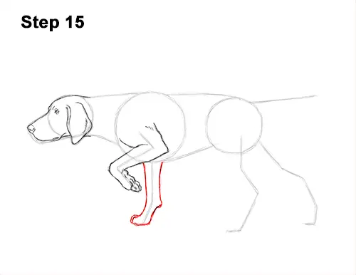 How to Draw English German Shorthaired Pointer Dog 15