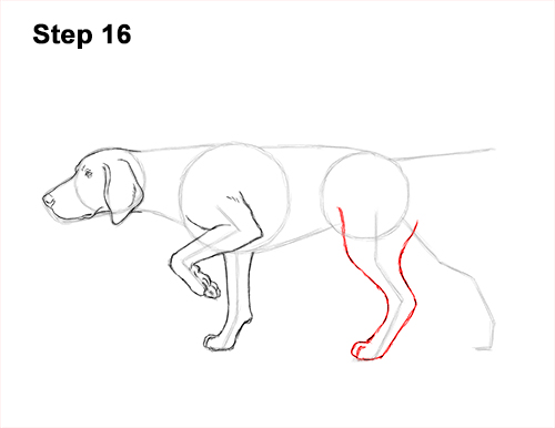 How to Draw English German Shorthaired Pointer Dog 16