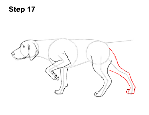 How to Draw English German Shorthaired Pointer Dog 17