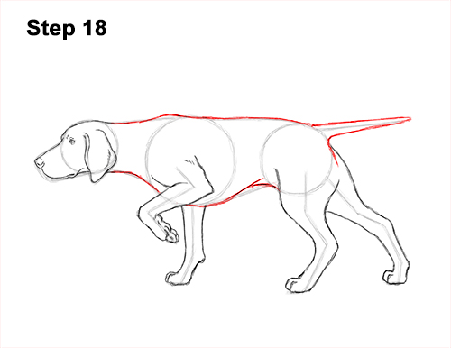 How to Draw English German Shorthaired Pointer Dog 18