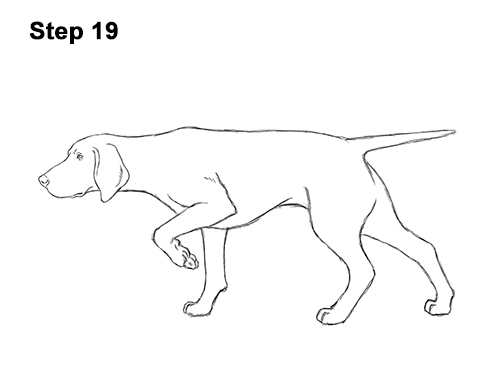 How to Draw English German Shorthaired Pointer Dog 19
