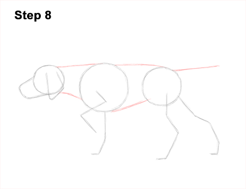 How to Draw English German Shorthaired Pointer Dog 8