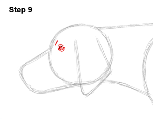 How to Draw English German Shorthaired Pointer Dog 9