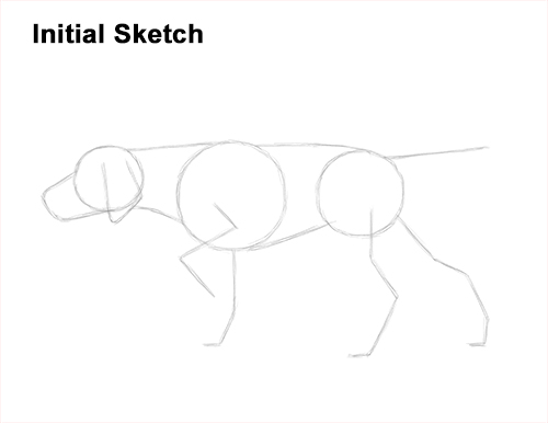 How to Draw English German Shorthaired Pointer Dog Guide Lines