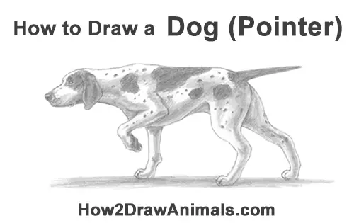 How to Draw English German Shorthaired Pointer Dog