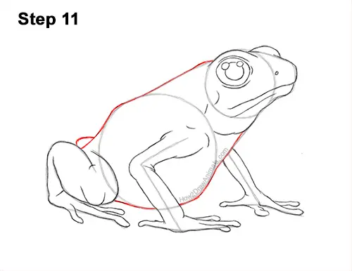 How to Draw a Striped Poison Dart Frog 11