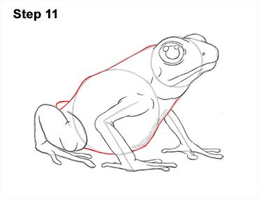How to Draw a Poison Dart Frog: Step-by-Step Art Lesson 