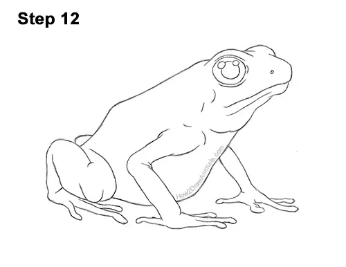 How to Draw a Striped Poison Dart Frog 12