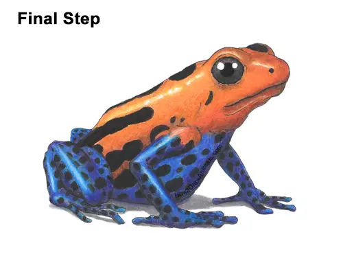 How to Draw a Striped Poison Dart Frog Color
