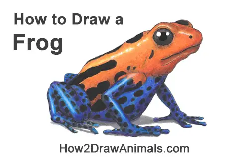 How to Draw a Striped Poison Dart Frog Color