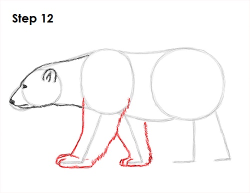 Draw Polar Bear 12