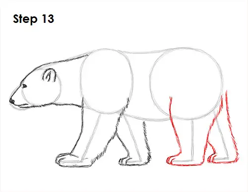 Draw Polar Bear 13