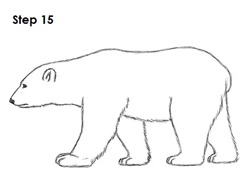 How to Draw a Polar Bear step by step  Easy Animals 2 Draw