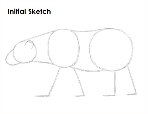 Draw Polar Bear Sketch