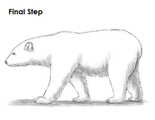 Draw Polar Bear Final