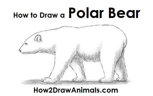 How to Draw a Bear | Learn How to Draw a Bear: Easy Step-by-Step Video  Drawing Tutorial for Kids and Beginners | By Easy Drawing GuidesFacebook