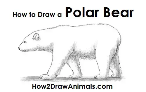 How to Draw a Polar Bear Side View