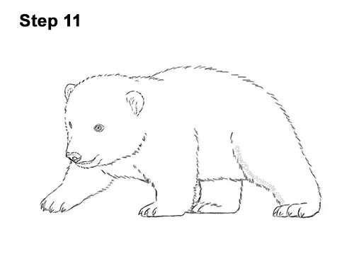 How to Draw a Cute Baby Polar Bear Cub 11