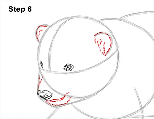 How to Draw a Cute Baby Polar Bear Cub 6