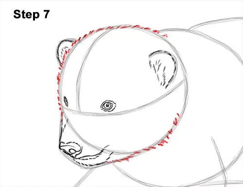 How to Draw a Cute Baby Polar Bear Cub 7