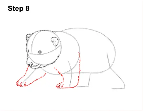How to Draw a Cute Baby Polar Bear Cub 8