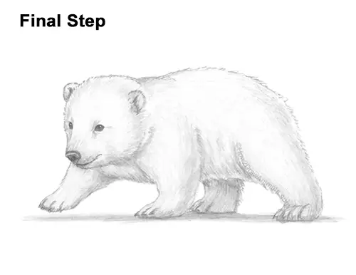 How to Draw a Cute Baby Polar Bear Cub