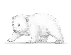 How to Draw a Cute Polar Bear Cub