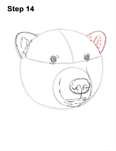 How to Draw a Polar Bear Portrait Head Face 14