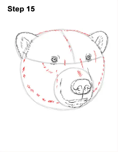 How to Draw a Polar Bear Portrait Head Face 15