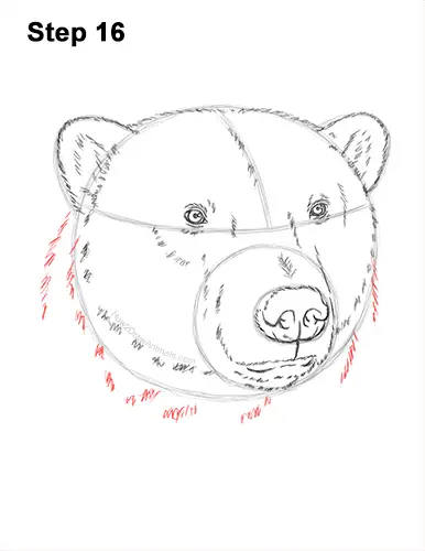 How to Draw a Polar Bear Portrait Head Face 16