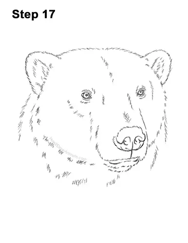 How to Draw a Polar Bear Portrait Head Face 17