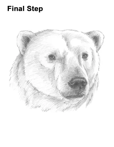 How to Draw a Polar Bear Portrait Head Face