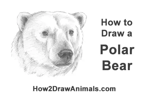 realistic polar bear drawing