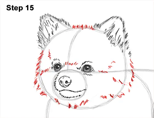 How to Draw a Cute Pomeranian Puppy Dog 15