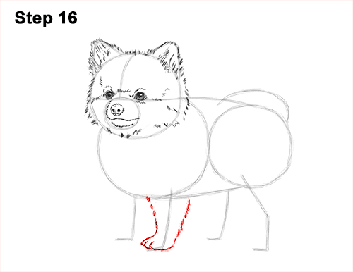 How to Draw a Cute Pomeranian Puppy Dog 16