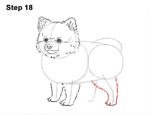 How to Draw a Cute Pomeranian Puppy Dog 18