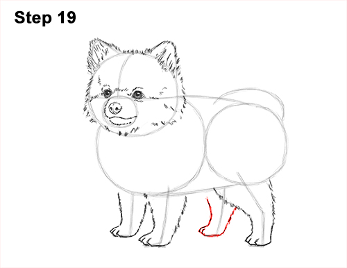 How to Draw a Cute Pomeranian Puppy Dog 19