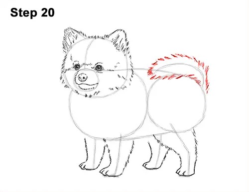 How to Draw a Cute Pomeranian Puppy Dog 20