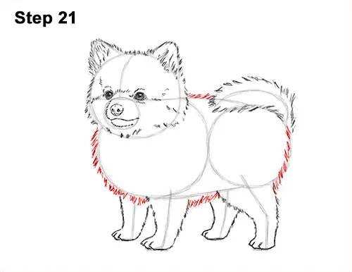 How to Draw a Cute Pomeranian Puppy Dog 21