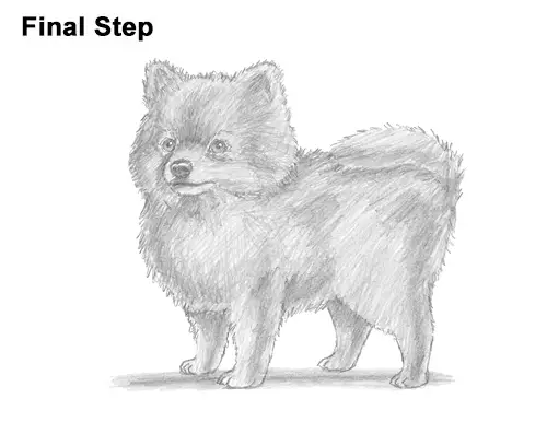 How To Draw A Dog Pomeranian How To Draw A Dog Pomeranian