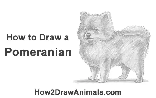 How to Draw a Cute Pomeranian Puppy Dog