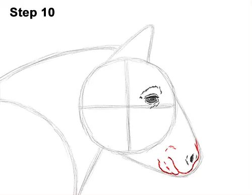 Draw Shetland Pony 10