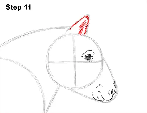 Draw Shetland Pony 11