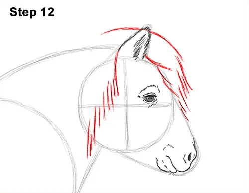 Draw Shetland Pony 12