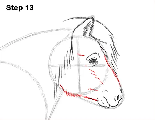 Draw Shetland Pony 13